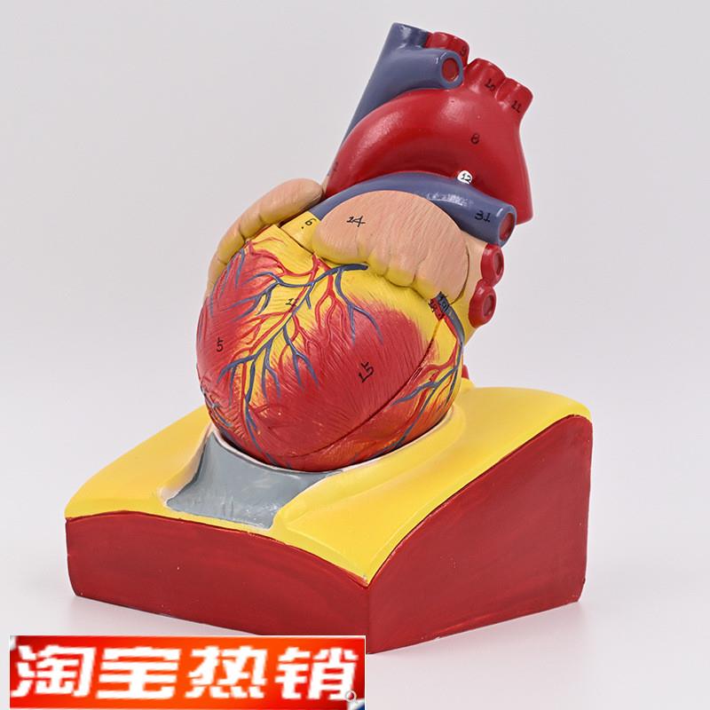 人体心脏模型心血管主动脉瓣膜心房上腔静脉B超影像教学内脏模具
