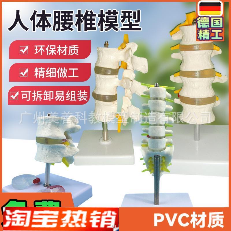 人体脊柱模型脊椎骨腰椎模型 腰椎结构腰椎间盘 关节模具病理腰椎