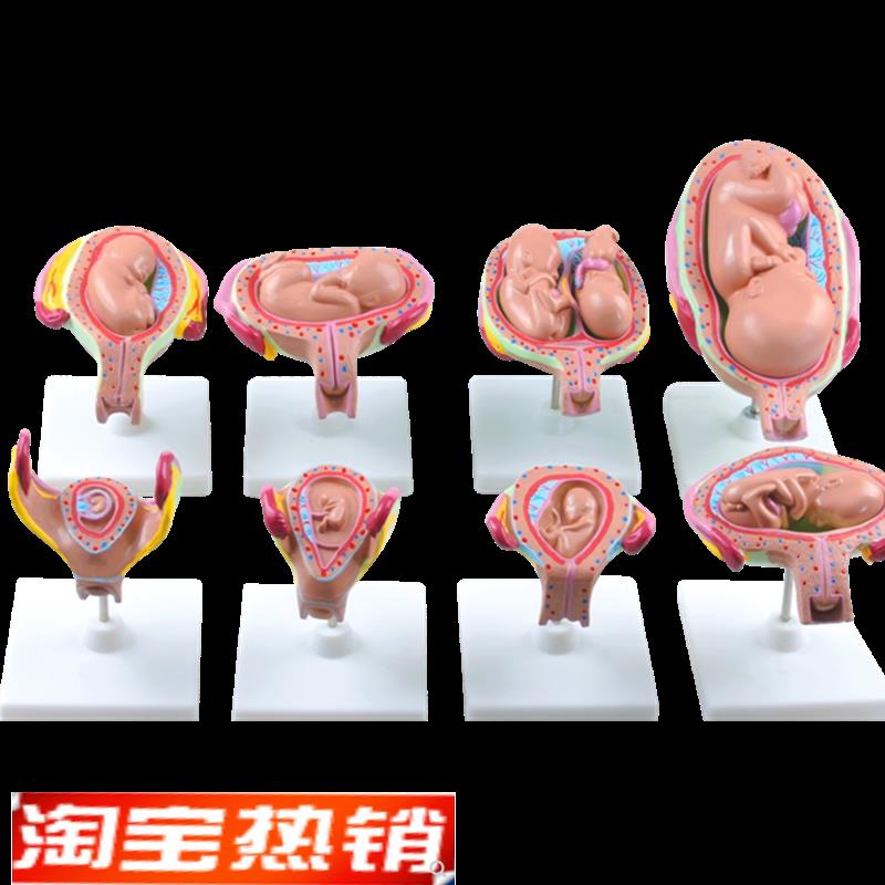 高级妊娠胚胎发育过程模型 胎儿妊娠胎发育过程模型(8件/1套)