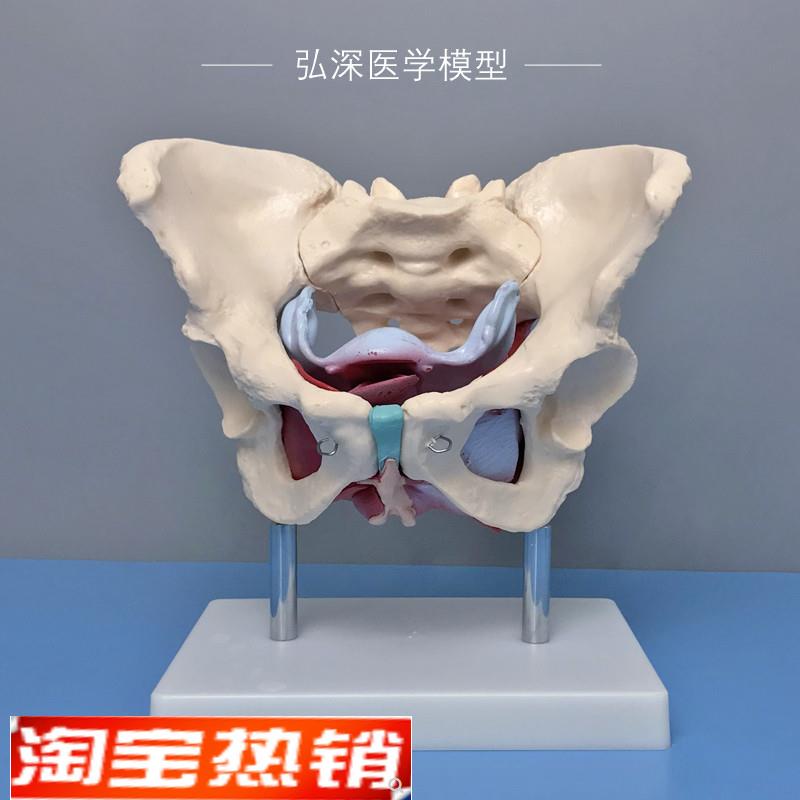 女性骨盆带盆底肌肉模型子宫卵巢人体器官产后康复妇产科教学模具