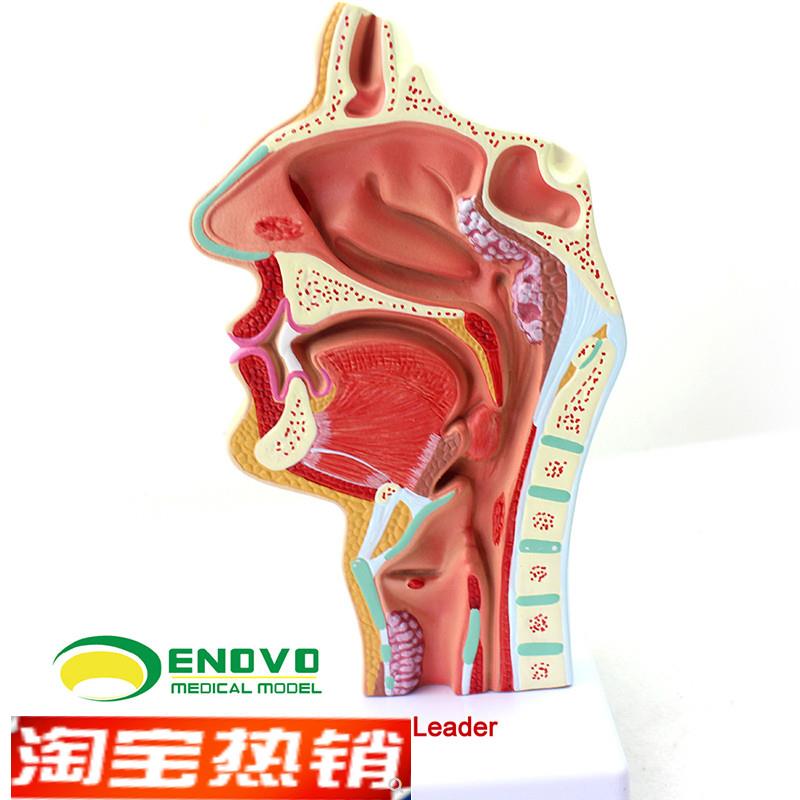 ENOVO颐诺人体鼻腔咽喉疾病解剖模型 鼻咽腔病理模型 耳鼻喉科医