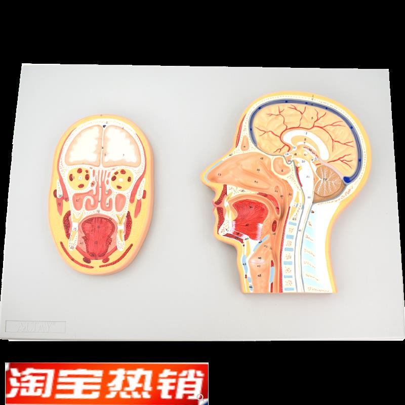 ENOVO颐诺医学头部正中切面额切面模型 正中矢状位断层标本人体断