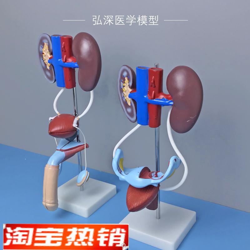 人体泌尿生殖系统模型男性女性肾脏解剖膀胱输尿管结构造医学教学
