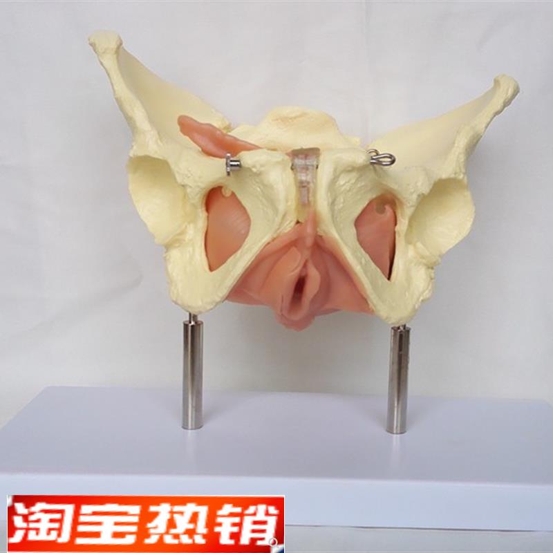 包邮盆腔盆内脏器模型 盆骨子宫模型 女性生殖系统计生讲解模型骨