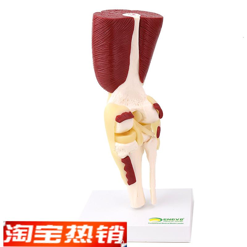 ENOVO颐诺人体膝关节肌肉群模型 膝关节模型 滑车关节半月板交叉