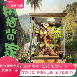 宠物树蛙睫角守宫R属原生态景观雨林缸树栖爬宠饲养缸玻璃缸树晰