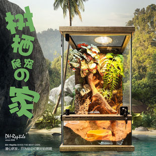 宠物树蛙睫角守宫R属原生态景观雨林缸树栖爬宠饲养缸玻璃缸树晰