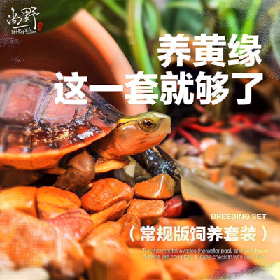 DH黄缘半水龟新手饲养套装
