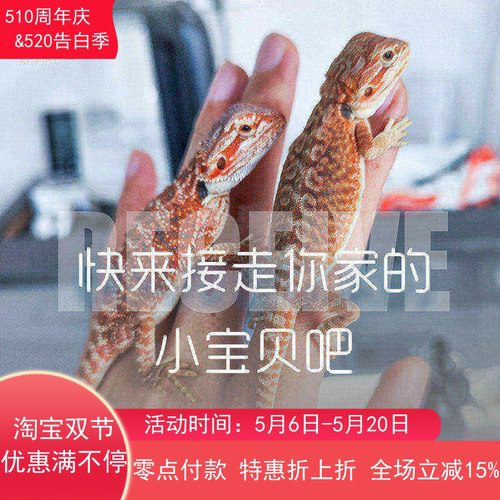 尚野DH鬃狮蜥宠物顺丰包邮包活