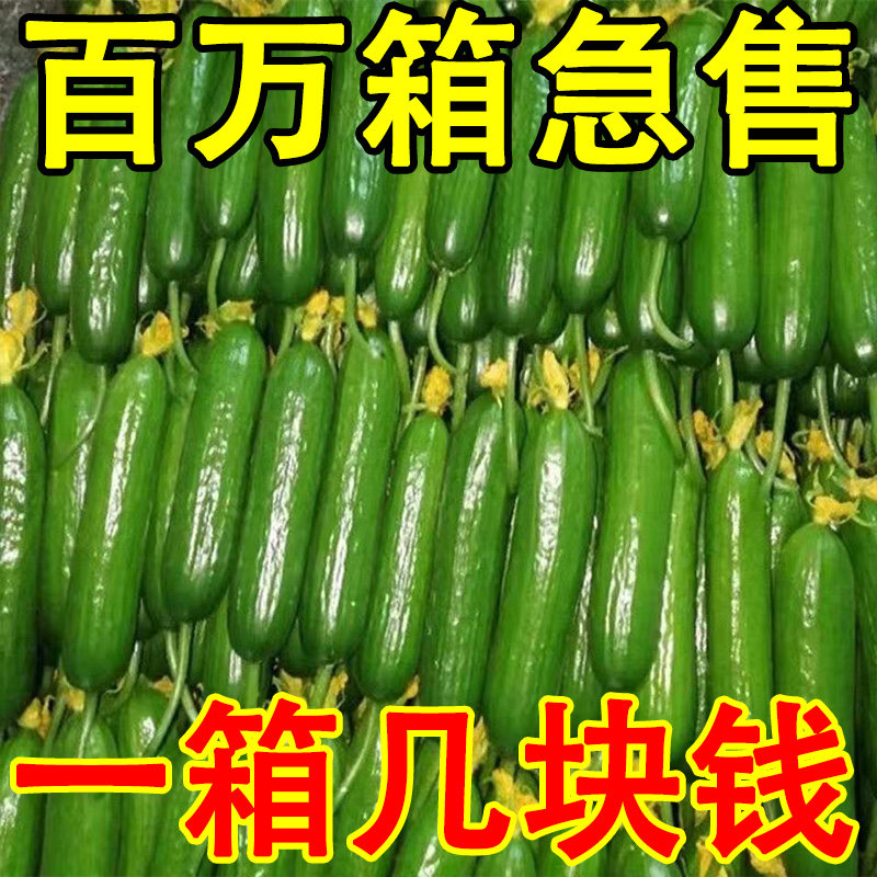 现摘水果小黄瓜批发新鲜黄瓜甜脆小青瓜荷兰蔬菜农家自种生吃包邮