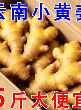 新云南小黄姜5斤新鲜生姜老姜现挖高山沙姜老嫩姜土姜蔬菜批发9斤