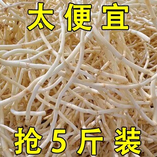 鱼腥草新根凉拌折耳根折儿根 新鲜嫩根现挖节节根侧耳根嫩5斤批发