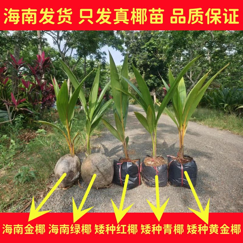 海南带椰壳椰子苗青椰子苗高金椰子苗庭院种植绿植园艺常绿椰子树