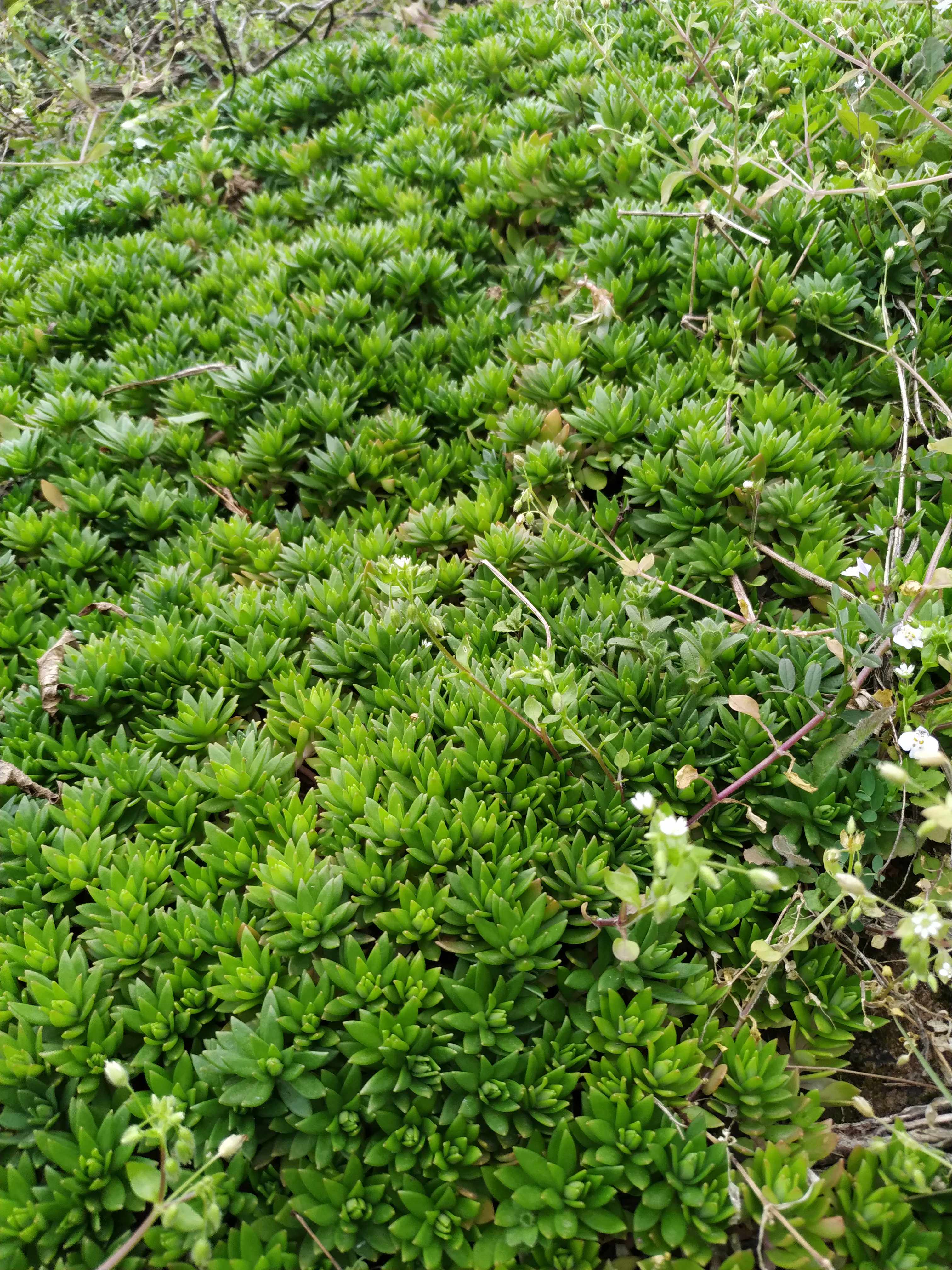 四鲜活垂盆草盆景多肉五斤一斤带根不带根包邮