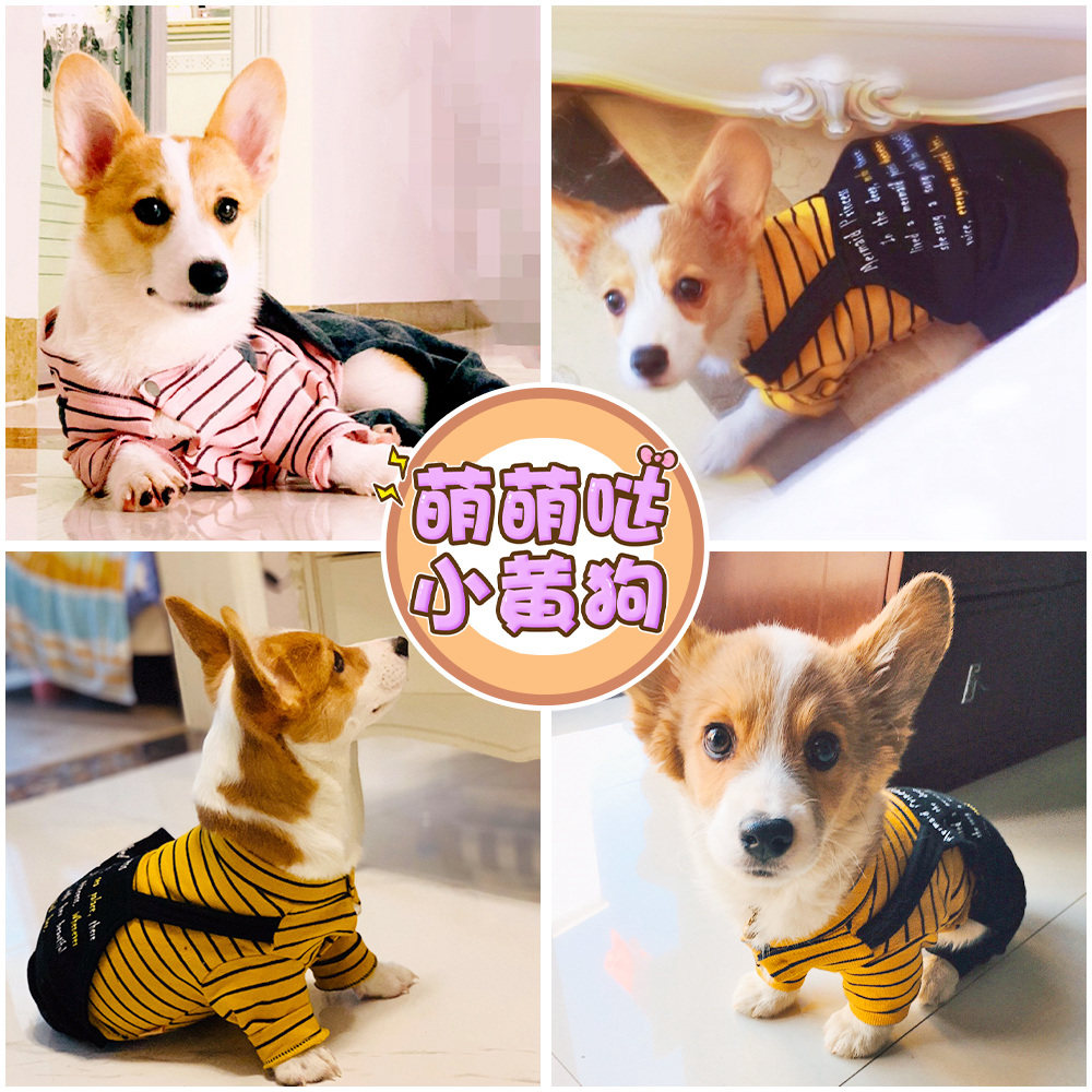 小狗狗衣服薄款柯基泰迪比熊犬小型犬幼犬宠物四脚衣秋冬装防掉毛