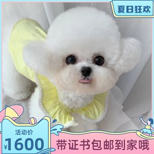 白色狗狗价格 白色狗狗图片 星期三 白色狗狗价格 白色狗狗图片 星期三