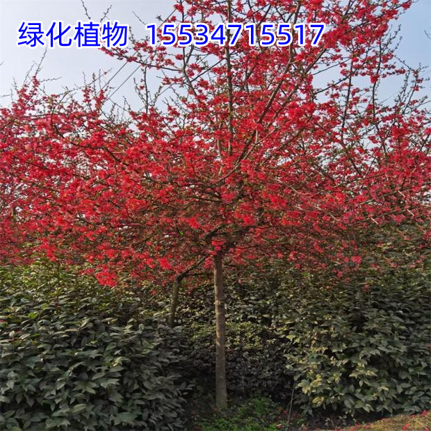 高档别墅庭院 精品铁杆海棠 铁杆海棠大树海棠高分枝树苗