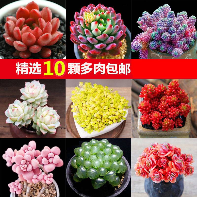 肉肉多肉植物组合盆栽绿植花卉