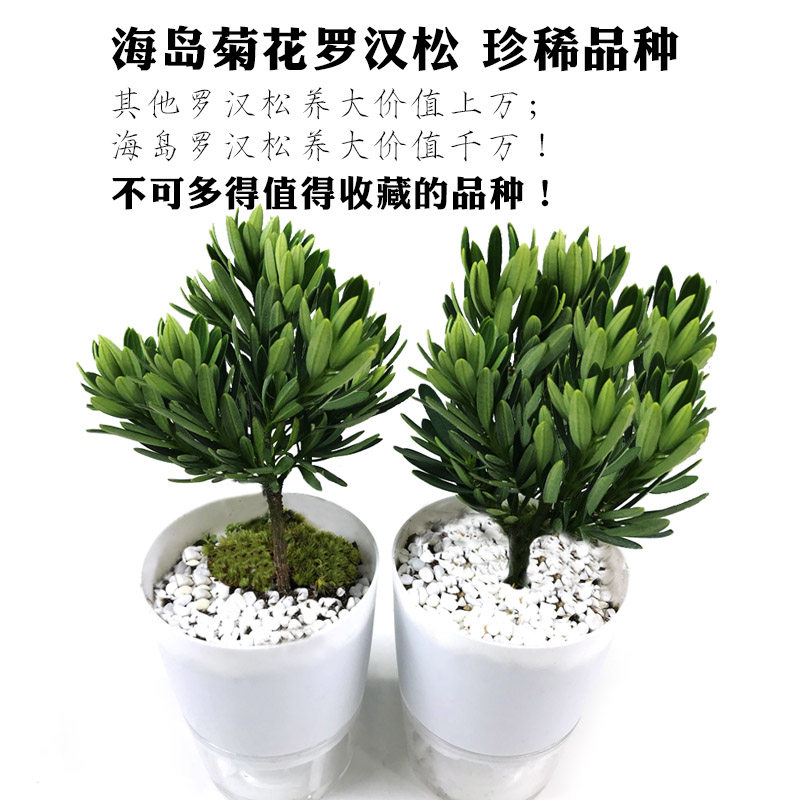 海岛菊花罗汉松小盆栽树苗名贵四季红芽小叶雀舌金钻造型盆景