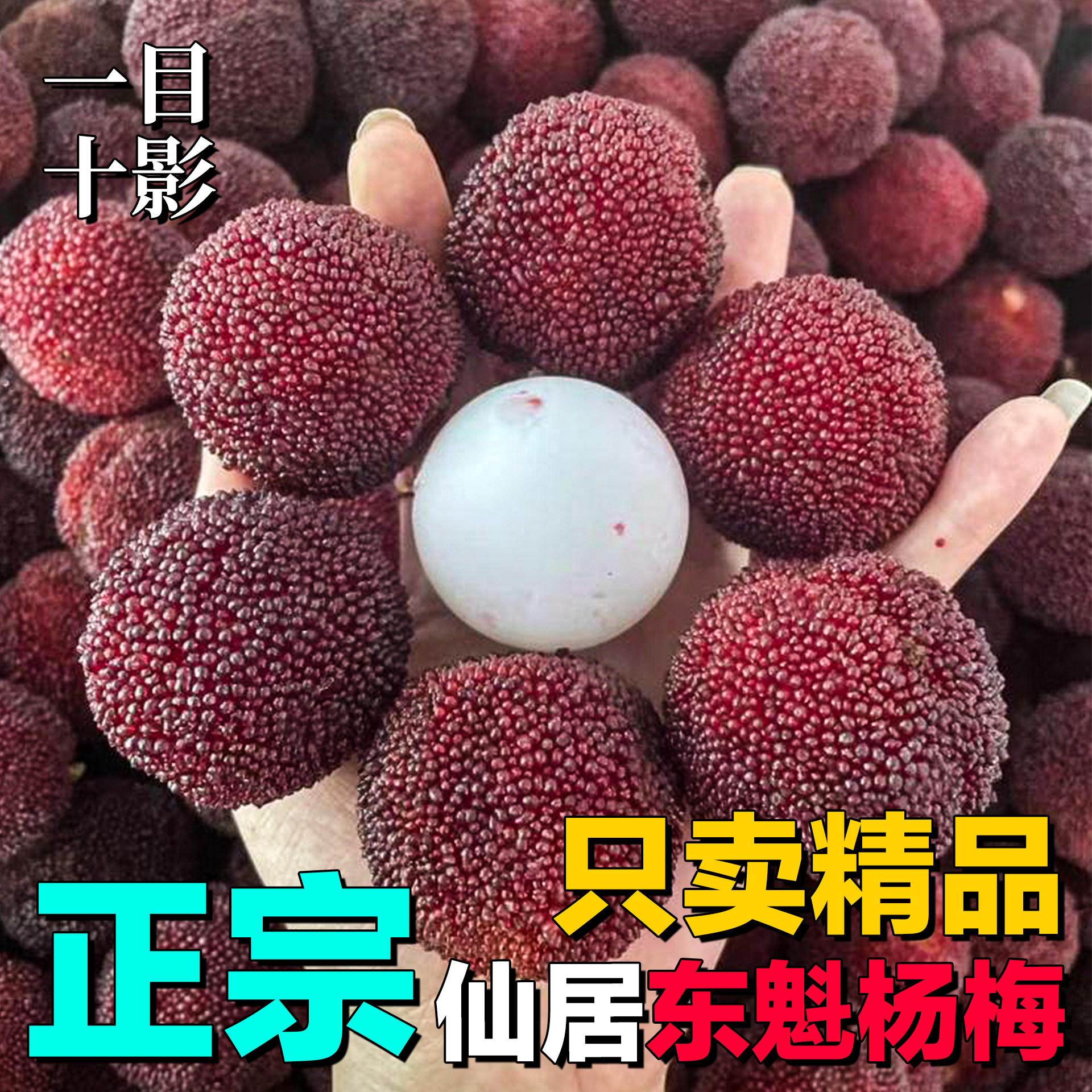 【颗粒装】仙居东魁杨梅当季新鲜水果礼盒装整箱鲜果「一目十影」
