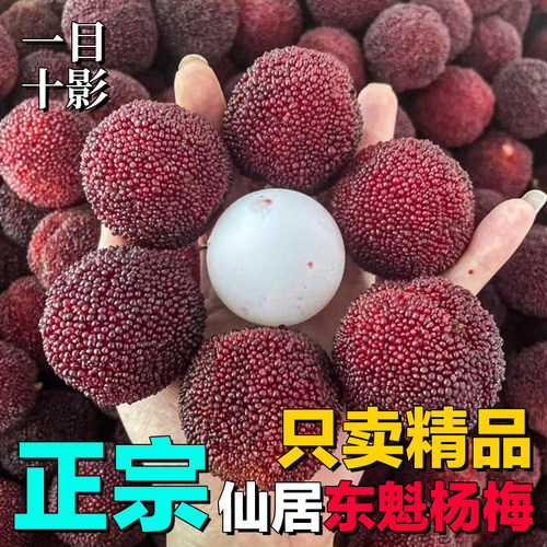 【篮装】新鲜仙居东魁篮装杨梅