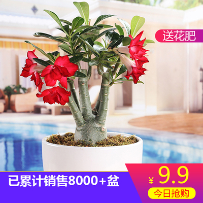 沙漠玫瑰花卉观花植物盆栽室内四季好养7年老桩重瓣带花多肉免邮