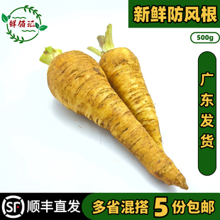 新鲜防风根欧洲萝卜品种parsnip1斤蒲芹菜萝卜法国西餐烘焙专用