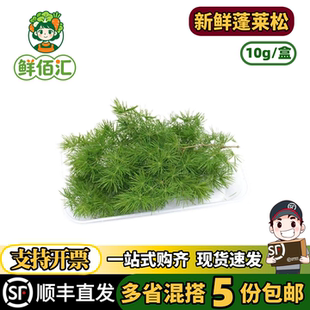 云南新鲜蓬莱松针松树针叶新鲜采摘酒店西餐日料冷艺摆盘装饰点缀