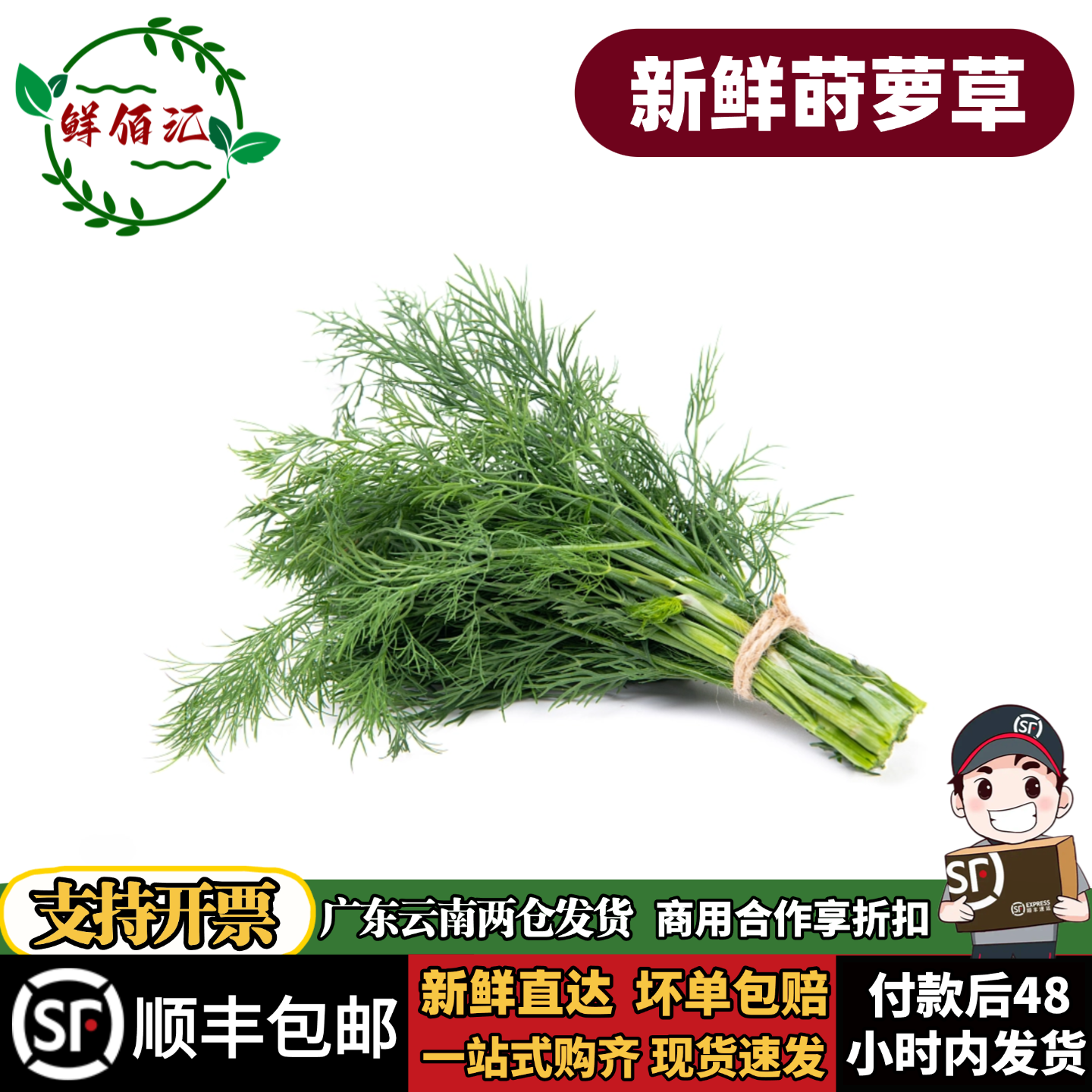 刁草新鲜莳萝草食用泰国西餐香料菜调料调味茴香西餐酒店摆盘包邮