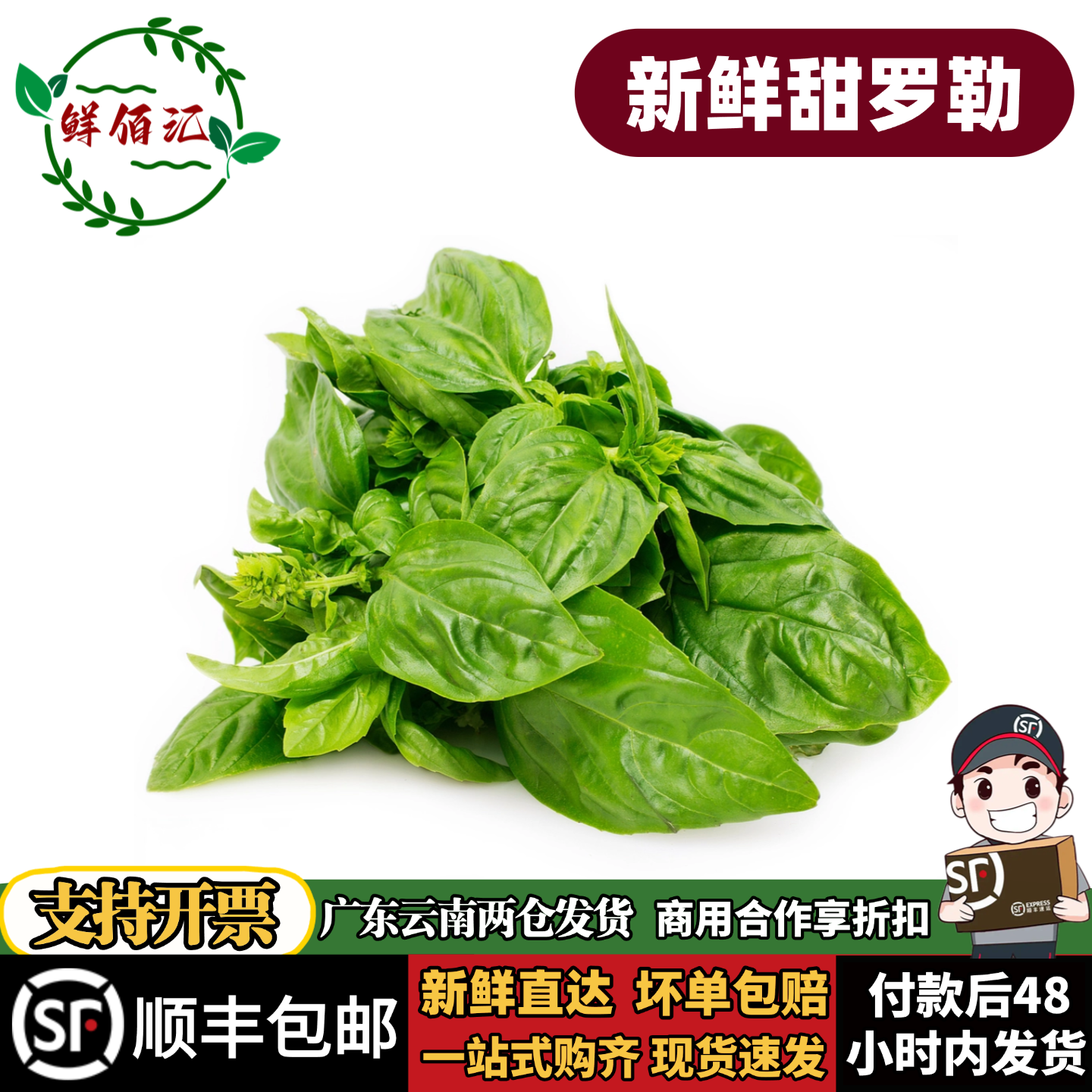 新鲜罗勒叶西餐青酱食材摆盘包邮