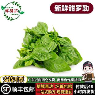 罗勒叶新鲜食用甜罗勒青酱制作罗勒西餐食材摆盘装饰调料直采包邮