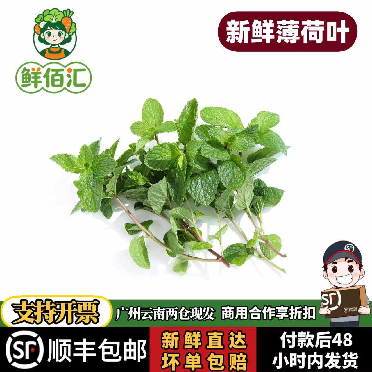 云南新鲜留兰香薄荷装饰顺丰包邮