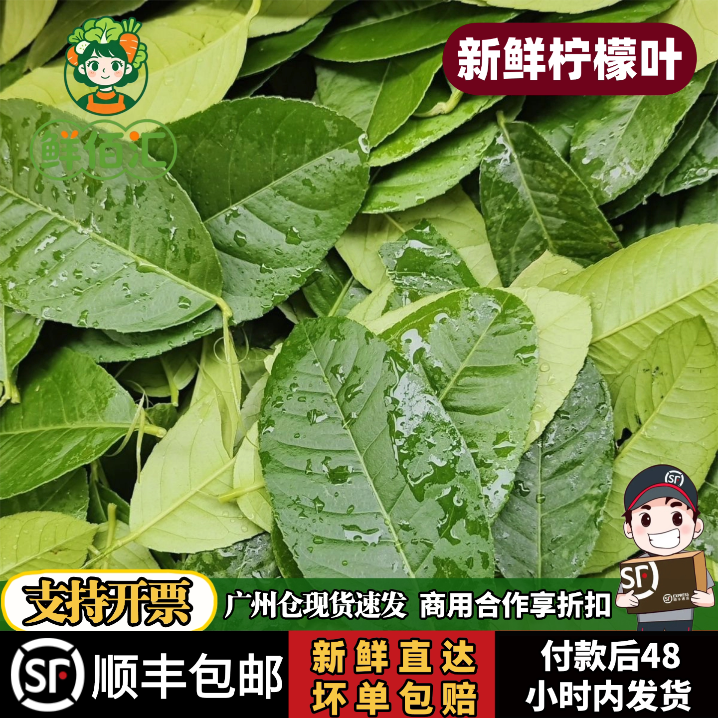 新鲜柠檬叶鱼生佐料青柠叶西餐香料腌制烹饪调料500g冬阴功汤料