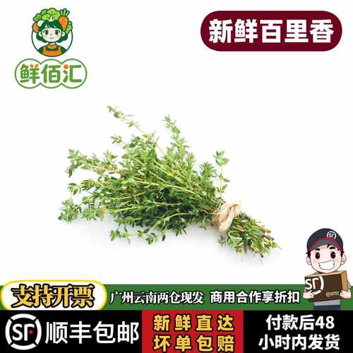 云南新鲜百里香西餐香料包邮现发