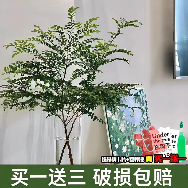 美男树水培绿植物鲜切枝马醉木平替客厅卧室装饰易养活