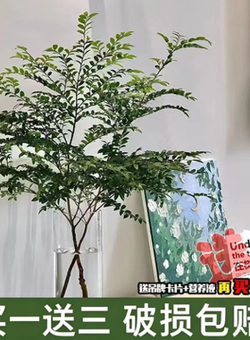 美男树水培绿植物鲜切枝马醉木平替客厅卧室装饰易养活