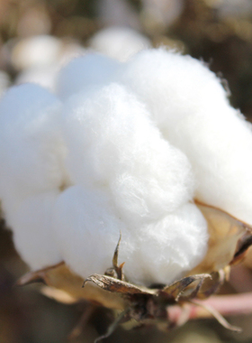 新疆棉花散装手工采摘纯棉花皮棉去籽皮棉农家棉花结婚未加工自产