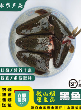 术后滋补微山湖新鲜黑鱼头