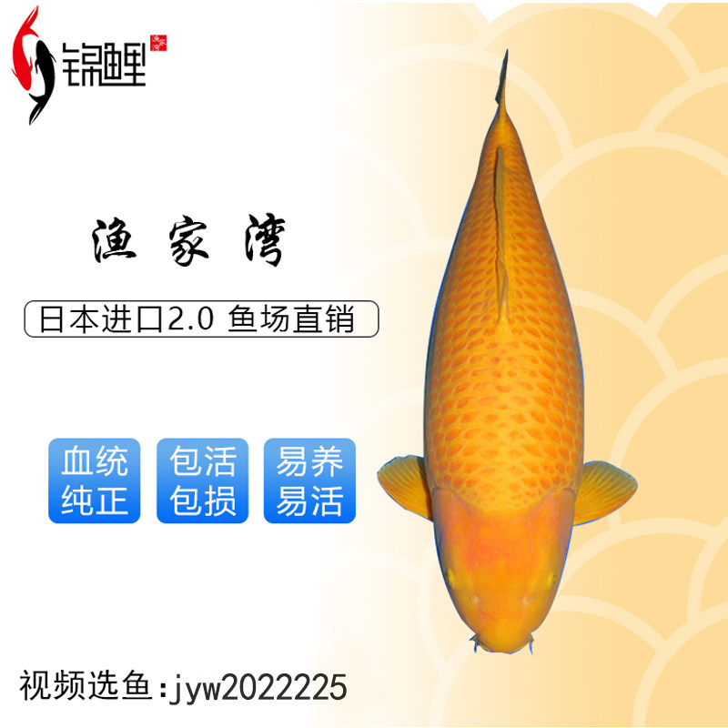 日本进口锦鲤火鲤活体鱼 带头亲人小西芥子鲤鱼纯正血统黄金锦鲤