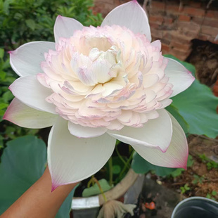 巨无霸大型盆栽荷花种苗重瓣鲜切花品种观赏荷花池栽莲花藕苗湖北