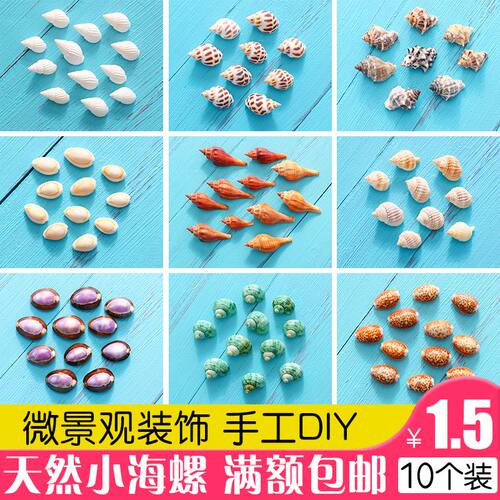 天然小贝壳海螺多肉手工diydiy