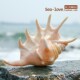 七角海螺天然贝壳海螺创意礼品地中海风情家居摆件鱼草缸造景装 饰