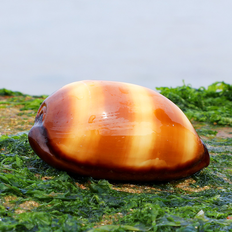 酒桶宝螺天然贝壳海螺鱼缸造景水族箱装饰品道具墙贴地中海摆件-封面