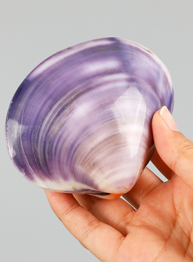 天然双壳紫蛤紫色贝壳