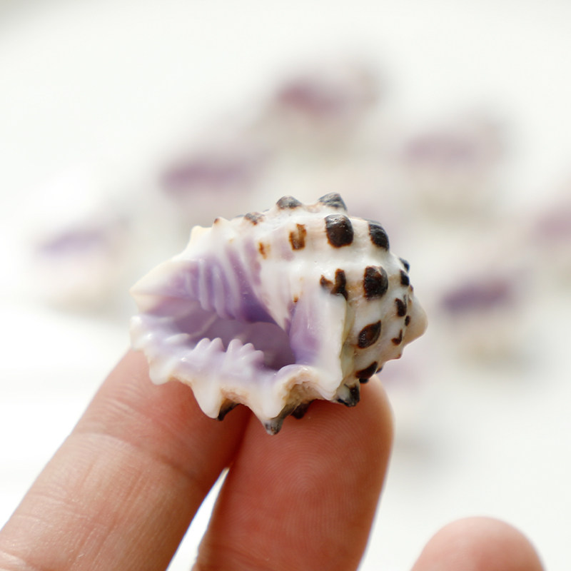 天然贝壳海螺紫口岩螺紫色海螺贝壳卷贝鱼寄居蟹替换壳鱼缸造景,家居饰品,海螺/贝壳/珊瑚,淘宝优惠券,粉丝福利购,淘宝优惠卷