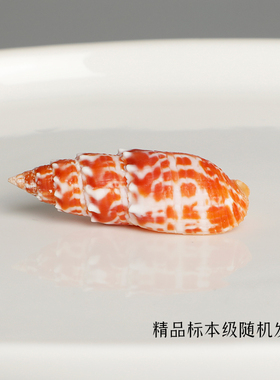 【红牙笔螺】天然海胆海螺精品标本螺家居收藏级海洋生物科普摆件