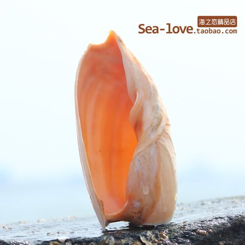 无花家居摆件装饰精品天然贝壳