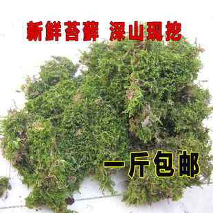 现挖苔藓鲜活大灰藓青苔石斛绑树植料乌龟垫盆面观景植物不是干的