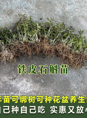 三年铁皮石斛大苗称斤枫斗苗可盆栽绑树食用开花室内室外家养绿植