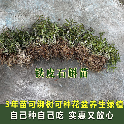 三年铁皮石斛大苗称斤枫斗苗可盆栽绑树食用开花室内室外家养绿植